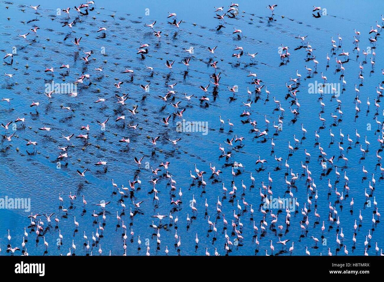 kenya-magadi-lake-flamant-nain-lesser-flamingo-phoeniconaias-minor