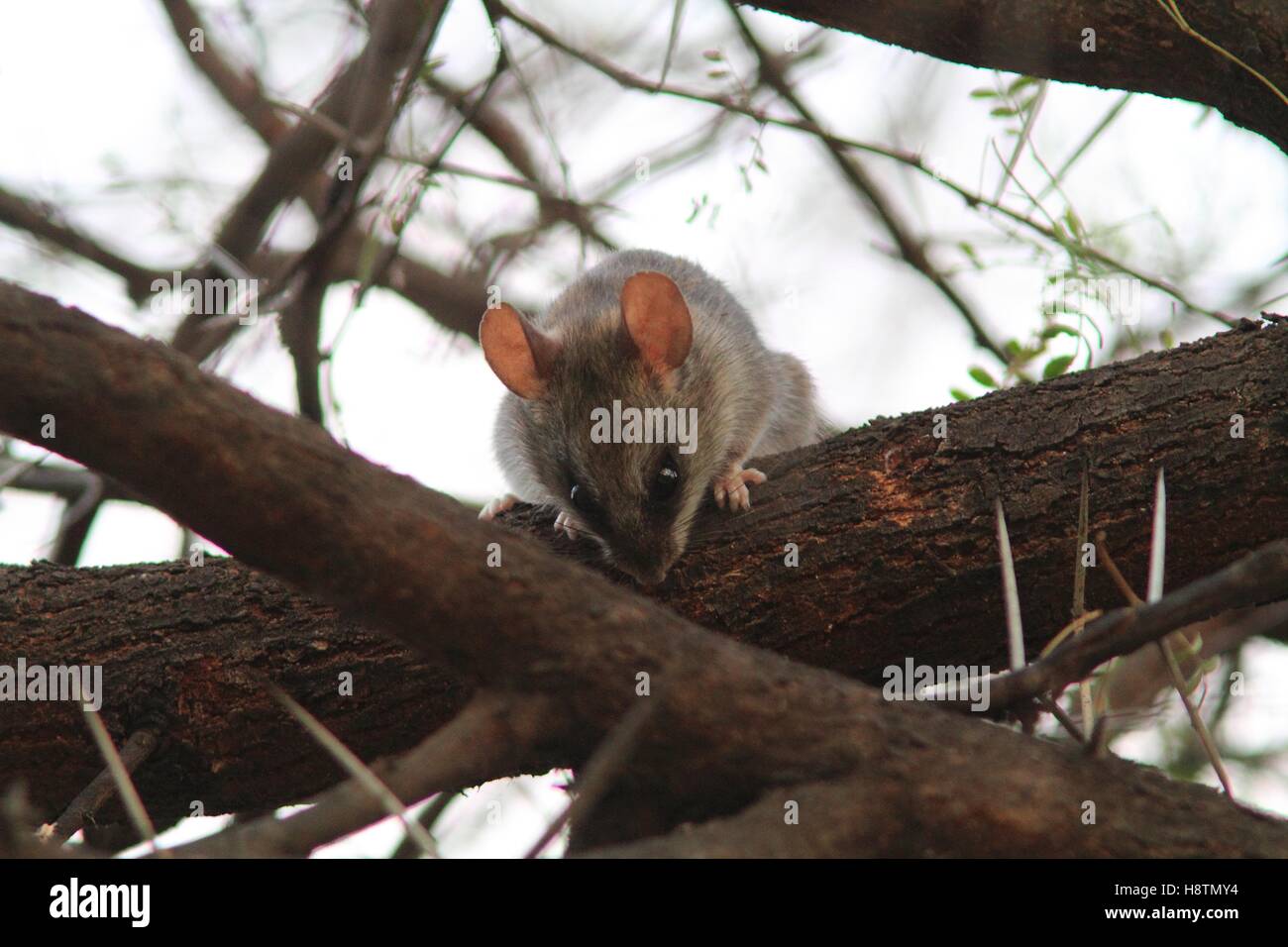 Blacktailed tree rat (Thallomys nigricauda) on a branch Stock Photo Alamy