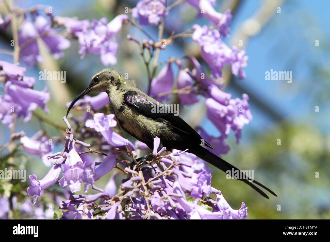Tacazze sunbird (Nectarinia tacazze). Ethiopia Stock Photo Alamy