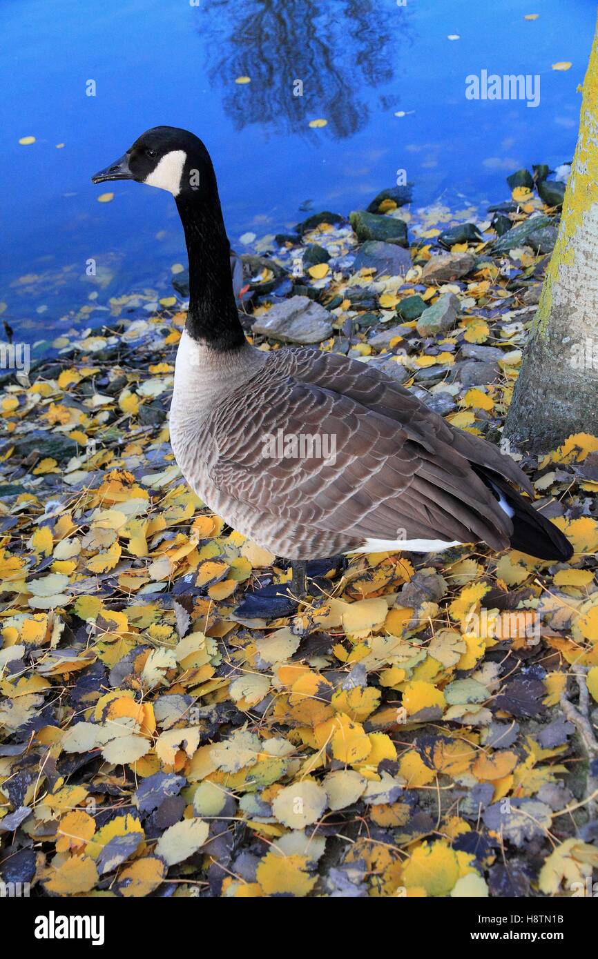 Canada goose queenstown ontario Clearance