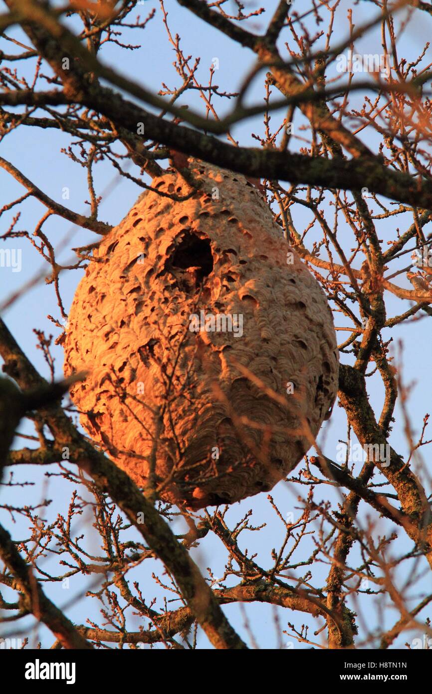 Nest Of Asian Predatory Hornet (Vespa Velutina) In A Tree Stock Photo ...