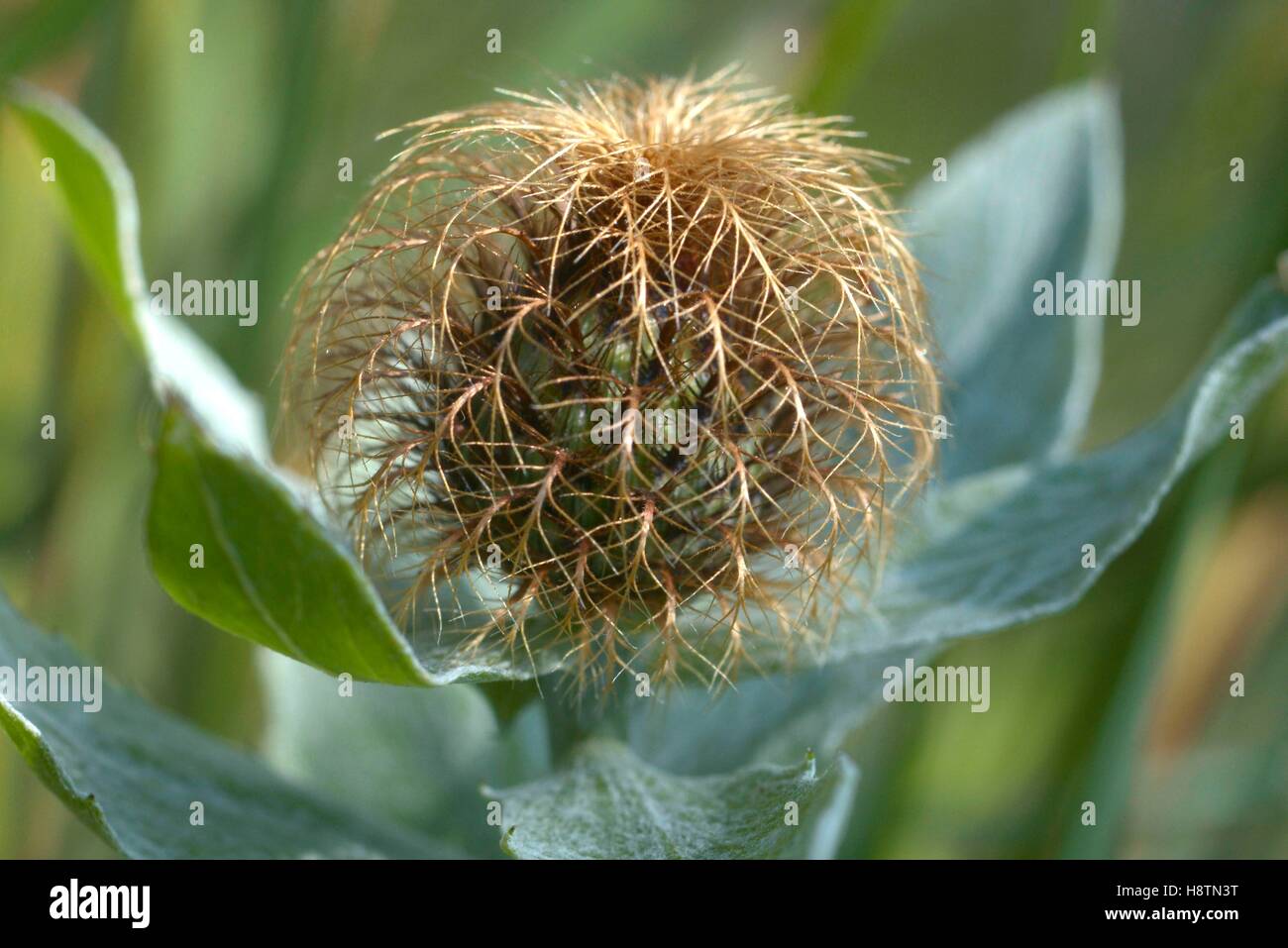 Pectinate Knapweed (Centaurea pectinata) involucral bracts , Cevennes