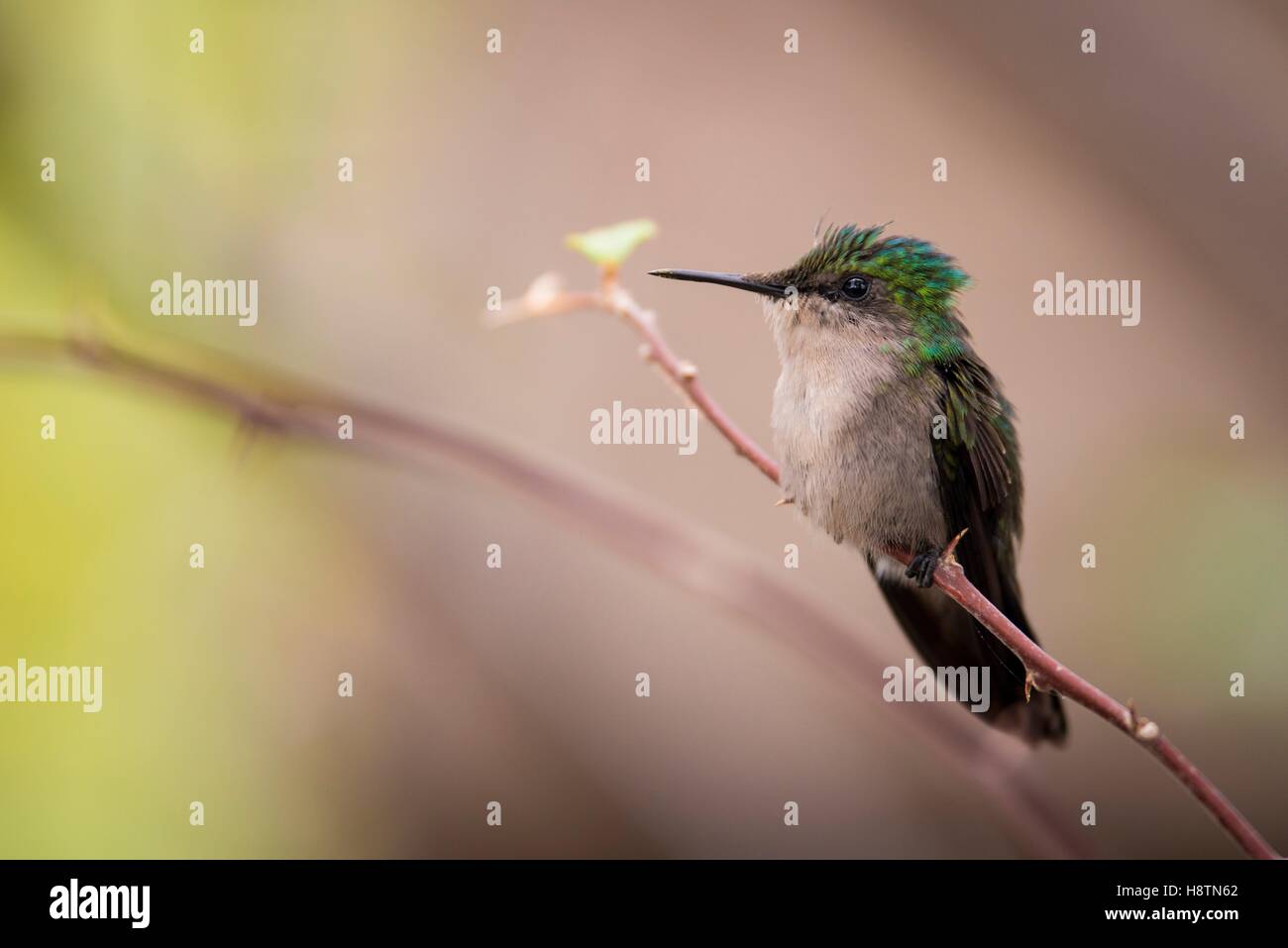 Antillean Crested Hummingbird (Orthorhyncus cristatus) on a branch, Montserrat Island Stock Photo