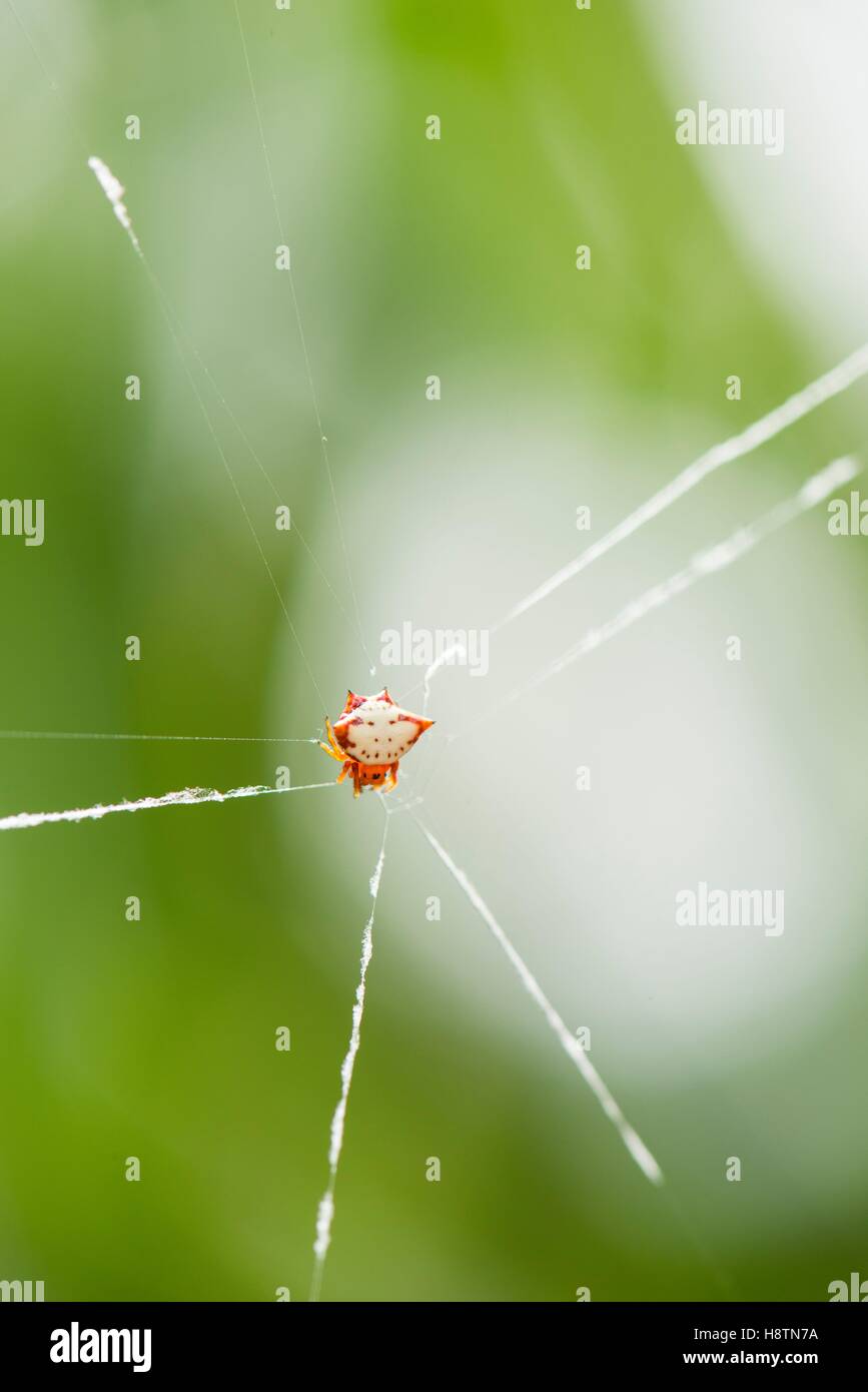 Crabspider (Gasteracantha cancriformis) on its web Montserrat Island