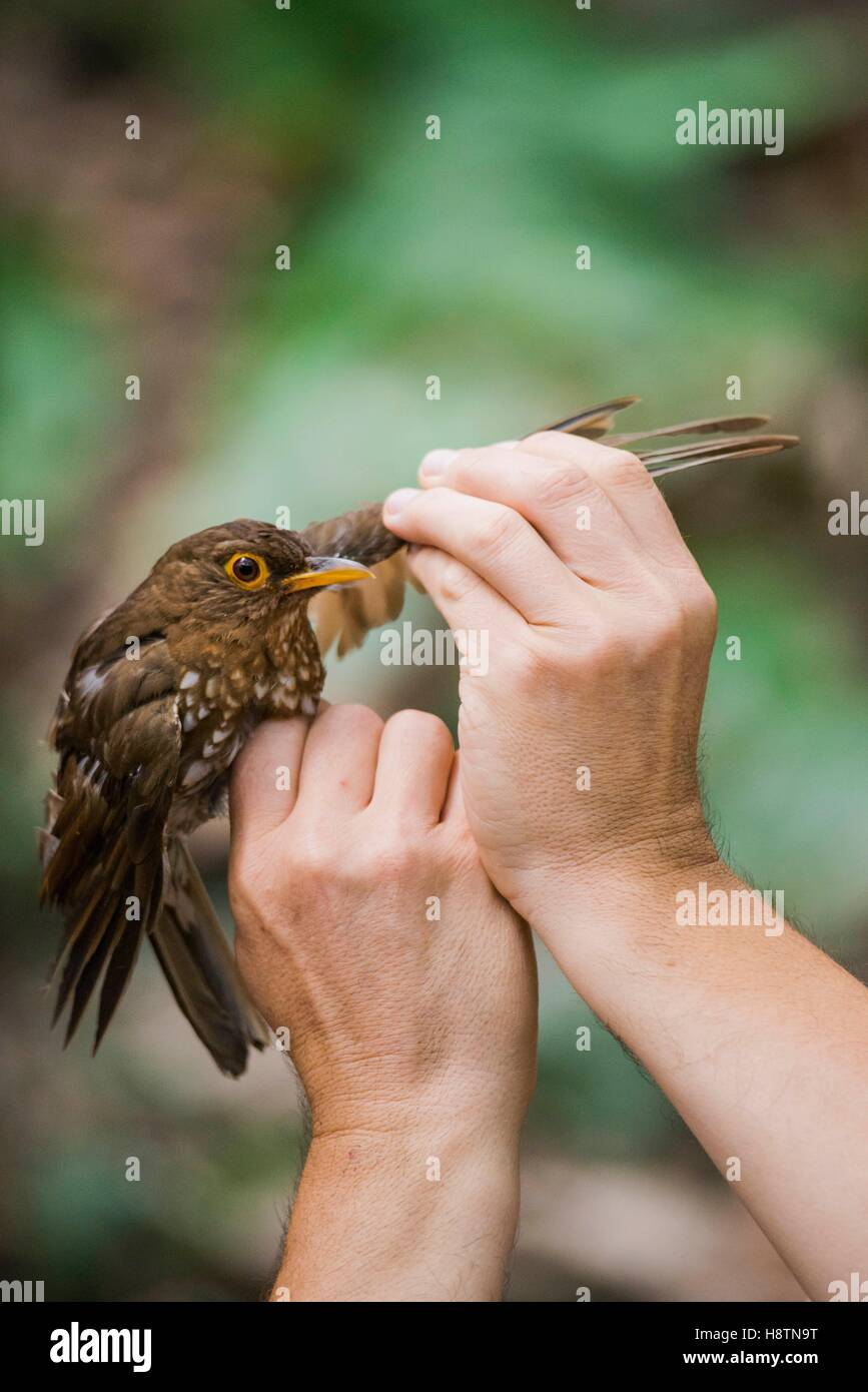 Searching for parasites on a Forest Thrush (Turdus lherminieri), by Bruno Faivre, a research professor at Biogéosciences Stock Photo