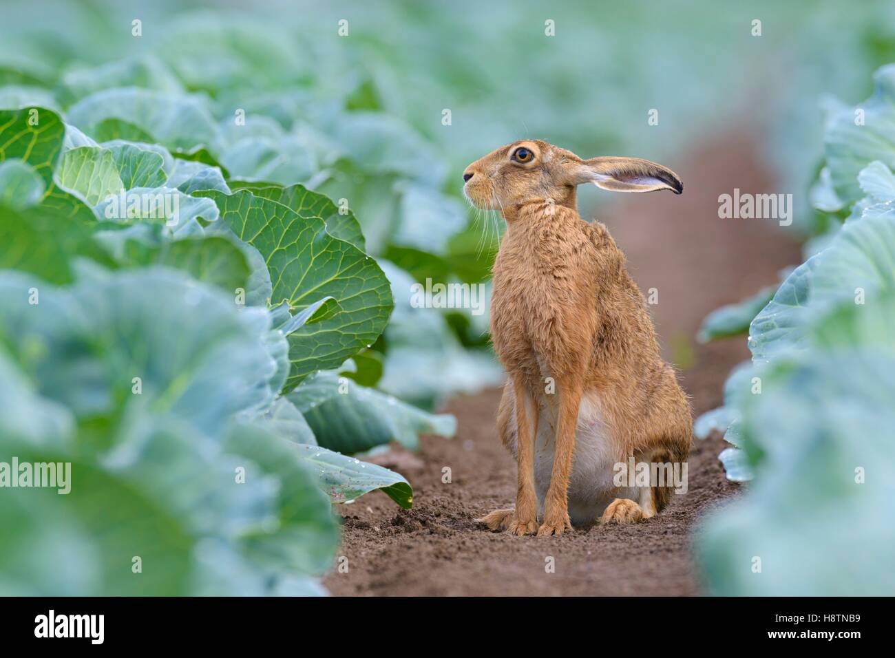 Cabbage Rabbit Hare European Brown Hare (Lepus europaeus) in Green Cabbage Field, Summer ...