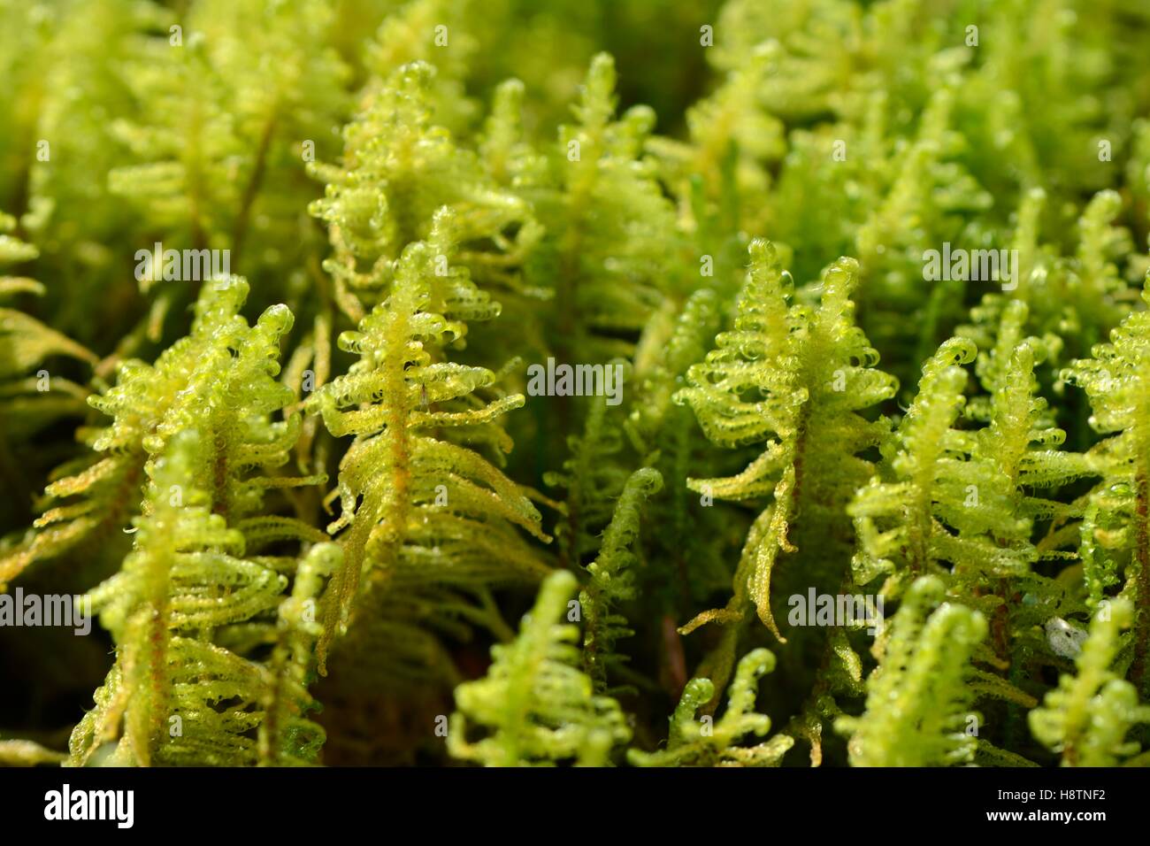 Greater whipwort ( Bazzania trilobata ) moss on rock in a forest in scree, Defilé de Straiture , to Gerardmer , High Vosges, Stock Photo