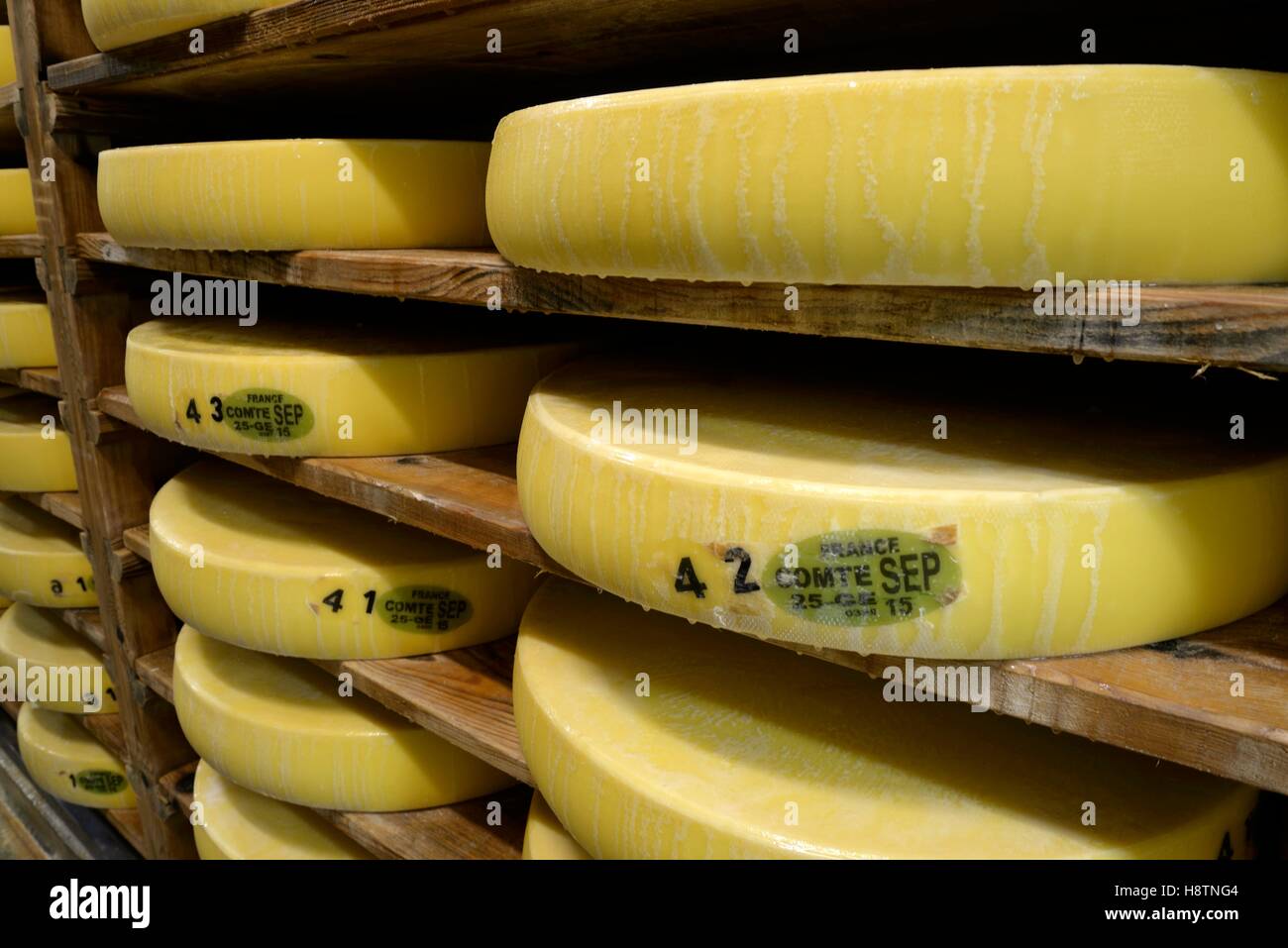 Cheese wheels on shelves spruce, Comté cave refining, Cheese