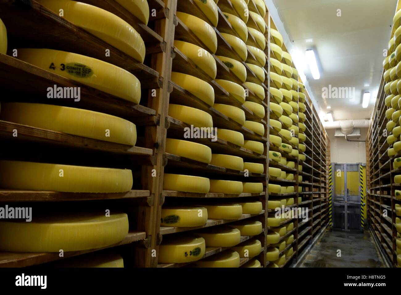 Cheese wheels on shelves spruce, Comté cave refining, Cheese