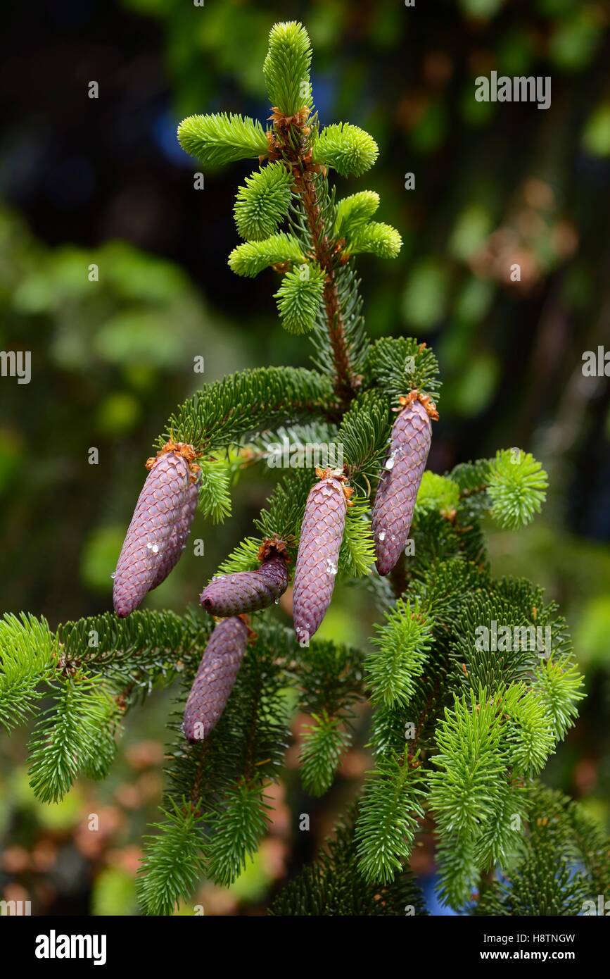 Norway Spruce Picea Abies Female Cones Regional Natural Park Of Northern Vosges To Bitche France Stock Photo Alamy Norway Spruce Picea Abies Female Cones Regional Natural Park Of Northern Vosges To Bitche France Stock Photo Alamy