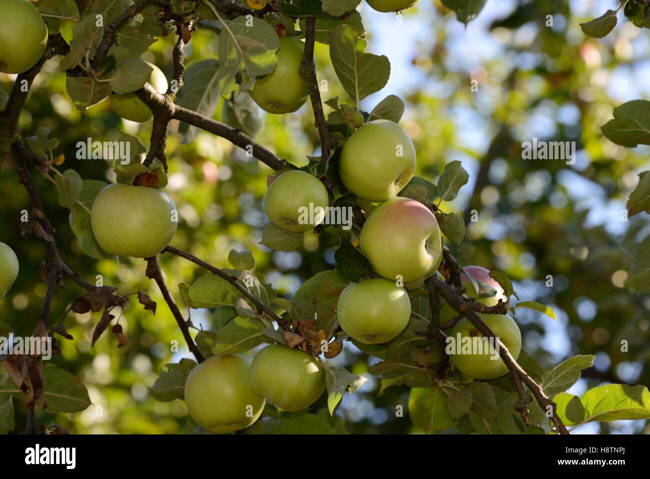 Apple (Malus pumila ) , "Boïken" variety , apples Conservatory Orchard
