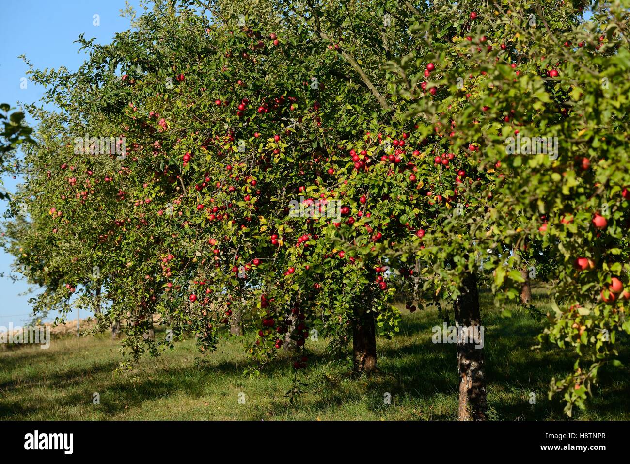 Apple tree (Malus pumila ) , apples Conservatory Orchard, Froeschwiller