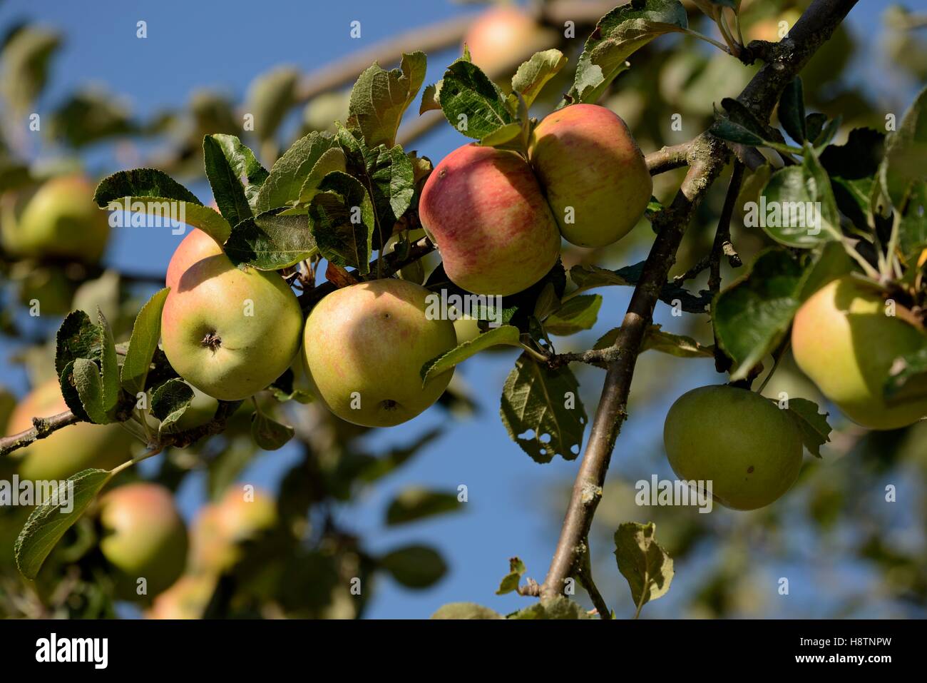 Apple (Malus pumila ) , "Gravenstein" or "Sabine" variety , apples