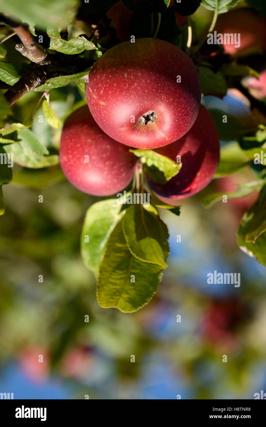 Apple (Malus pumila ) , 