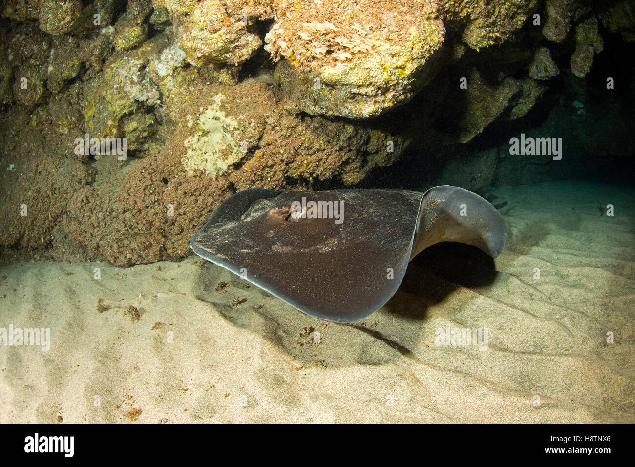 Common stingray, Dasyatis pastinaca, inside Gruta azul dive site ...