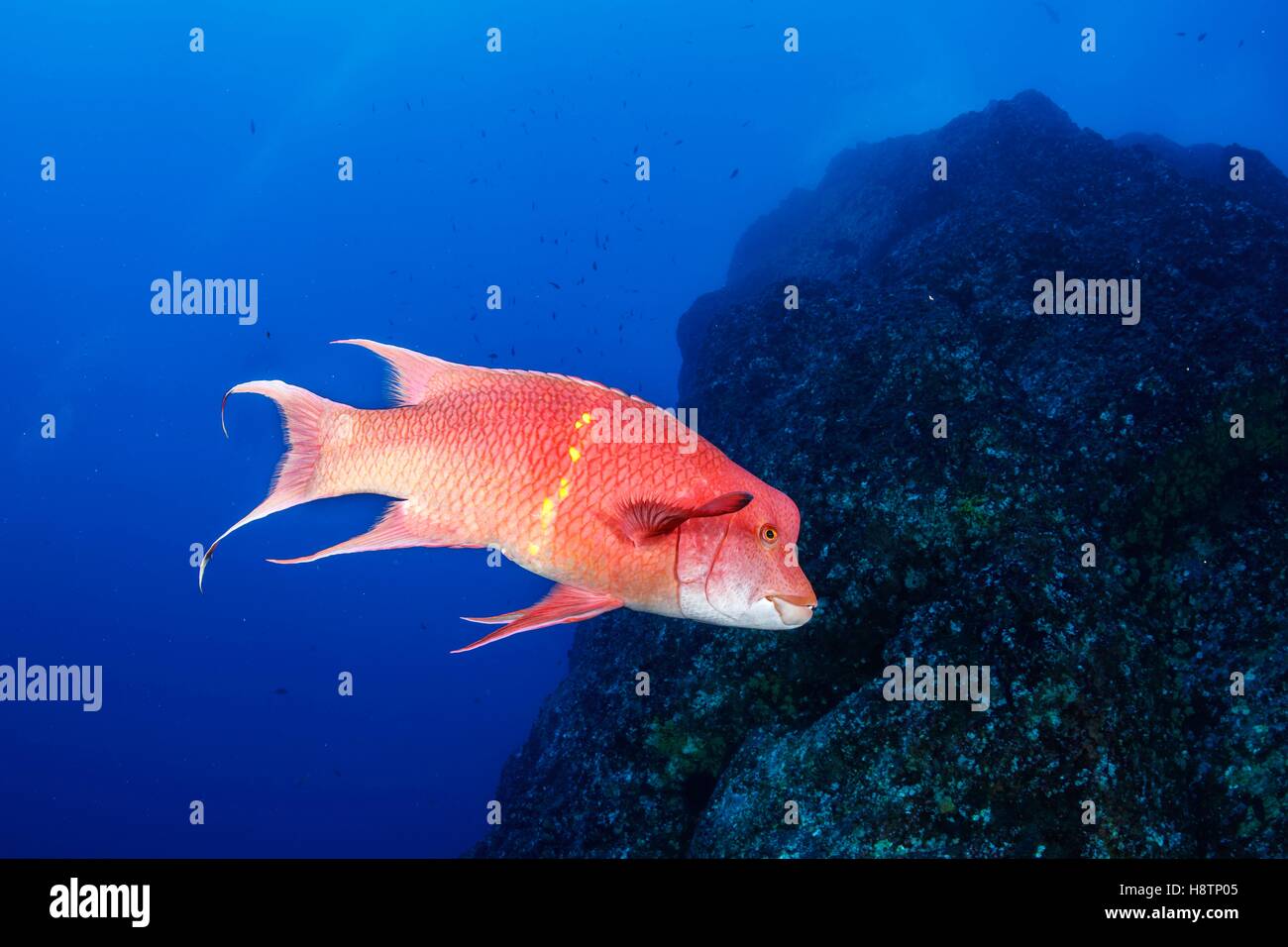 Mexican hogfish, Bodianus diplotaenia, Socorro Island, Revillagigedo