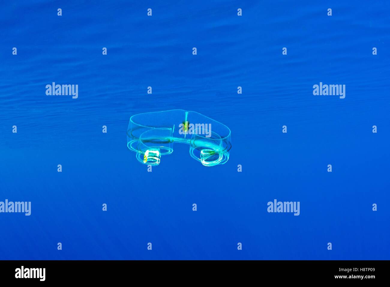 Venus' girdle comb jelly hires stock photography and images Alamy