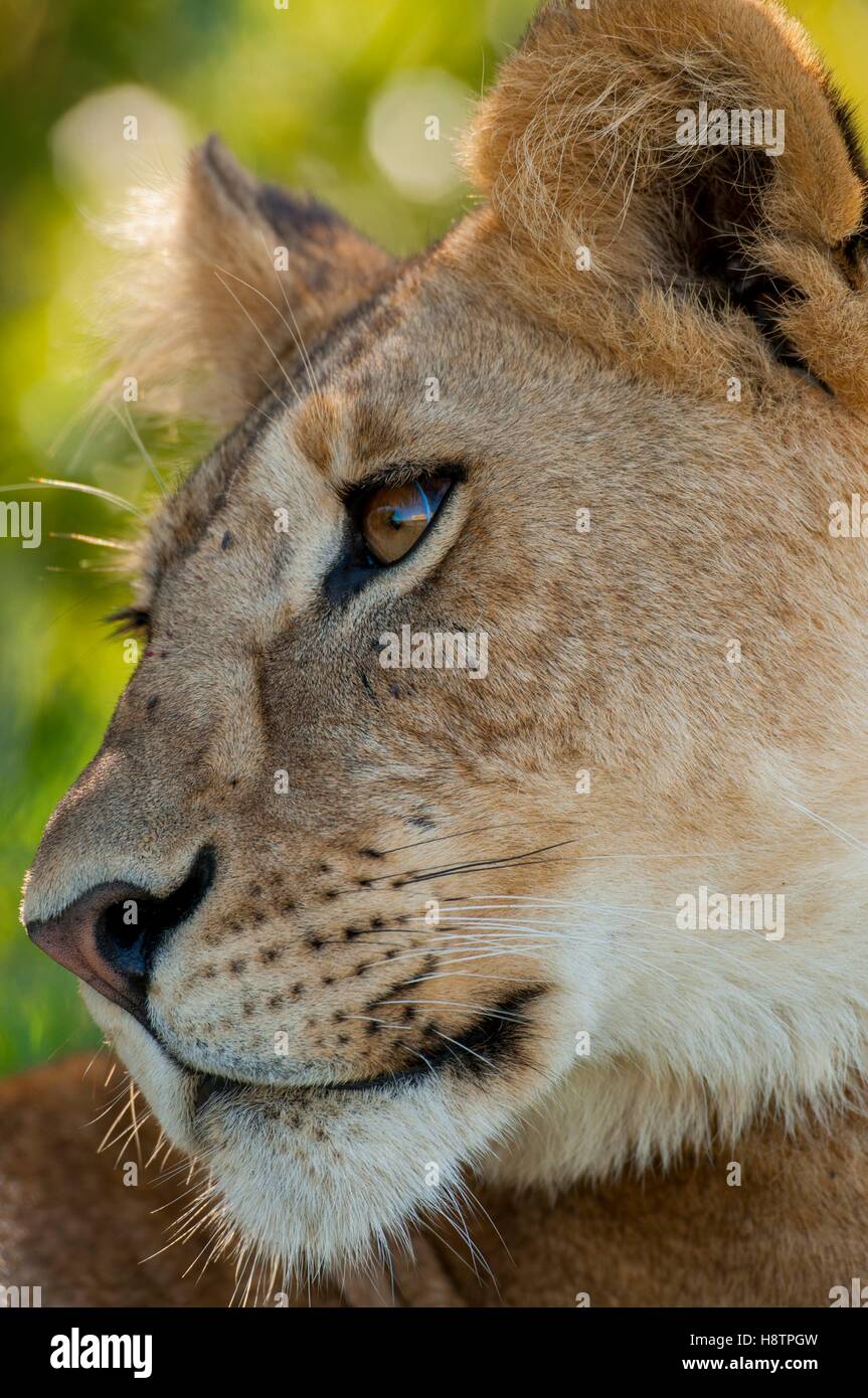 Portrait of Lioness (Panthera leo) , Masai Mara , Kenya Stock Photo - Alamy