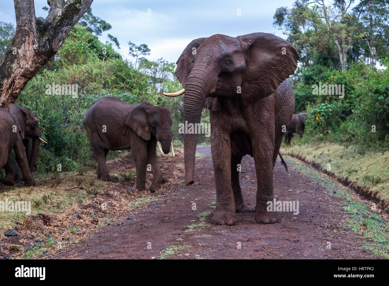 Kenya, Aberdare national park, Elephant (Loxodonta africana), agressive female on the track Stock Photo