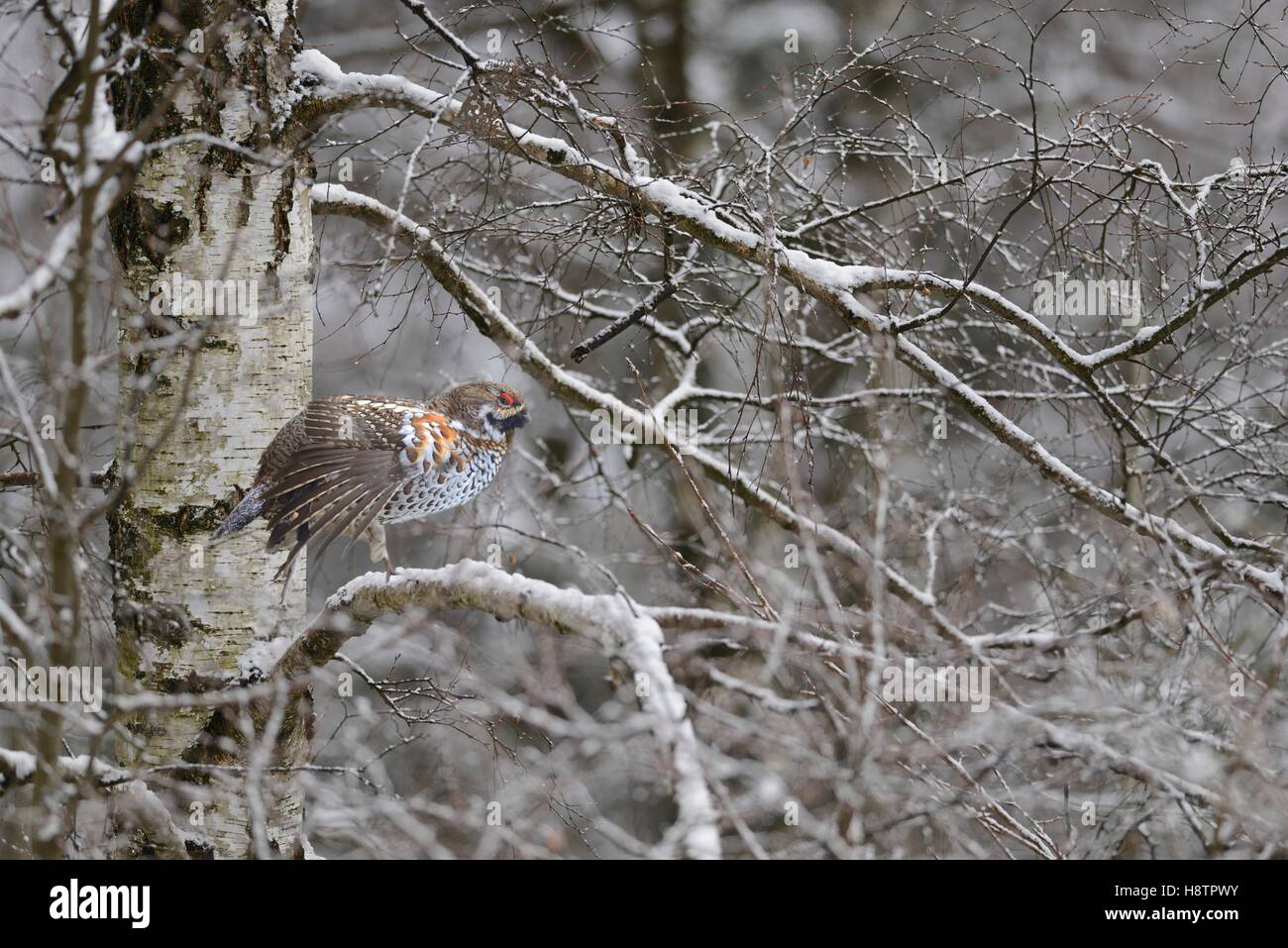 Hazel Grouse (Bonasa bonasia) male stretching on a birch, Bayerisher Wald, Germany Stock Photo