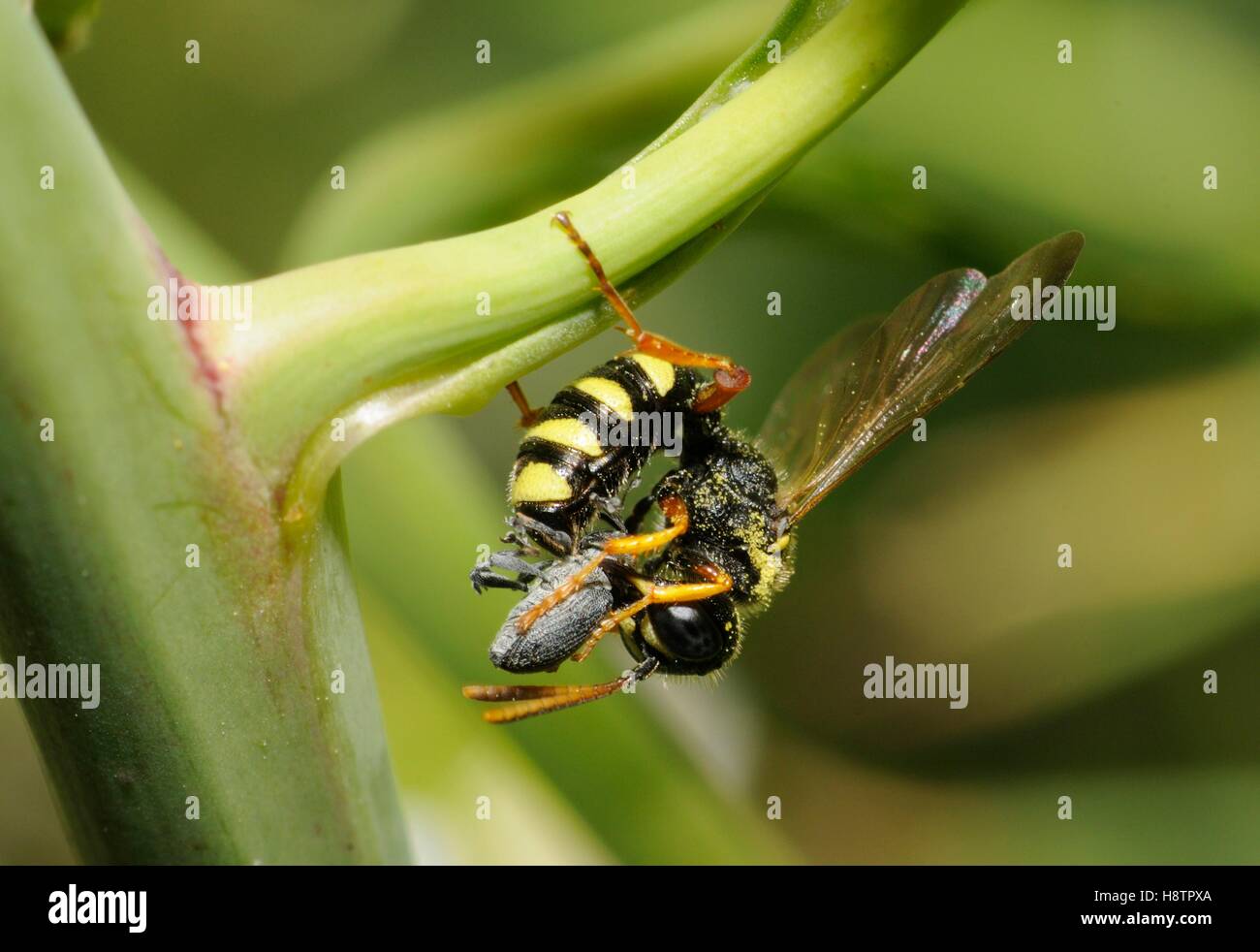 Digger wasp(Cerceris arenaria) capturing a Weevil, Northern Vosges Regional Nature Park, France Stock Photo