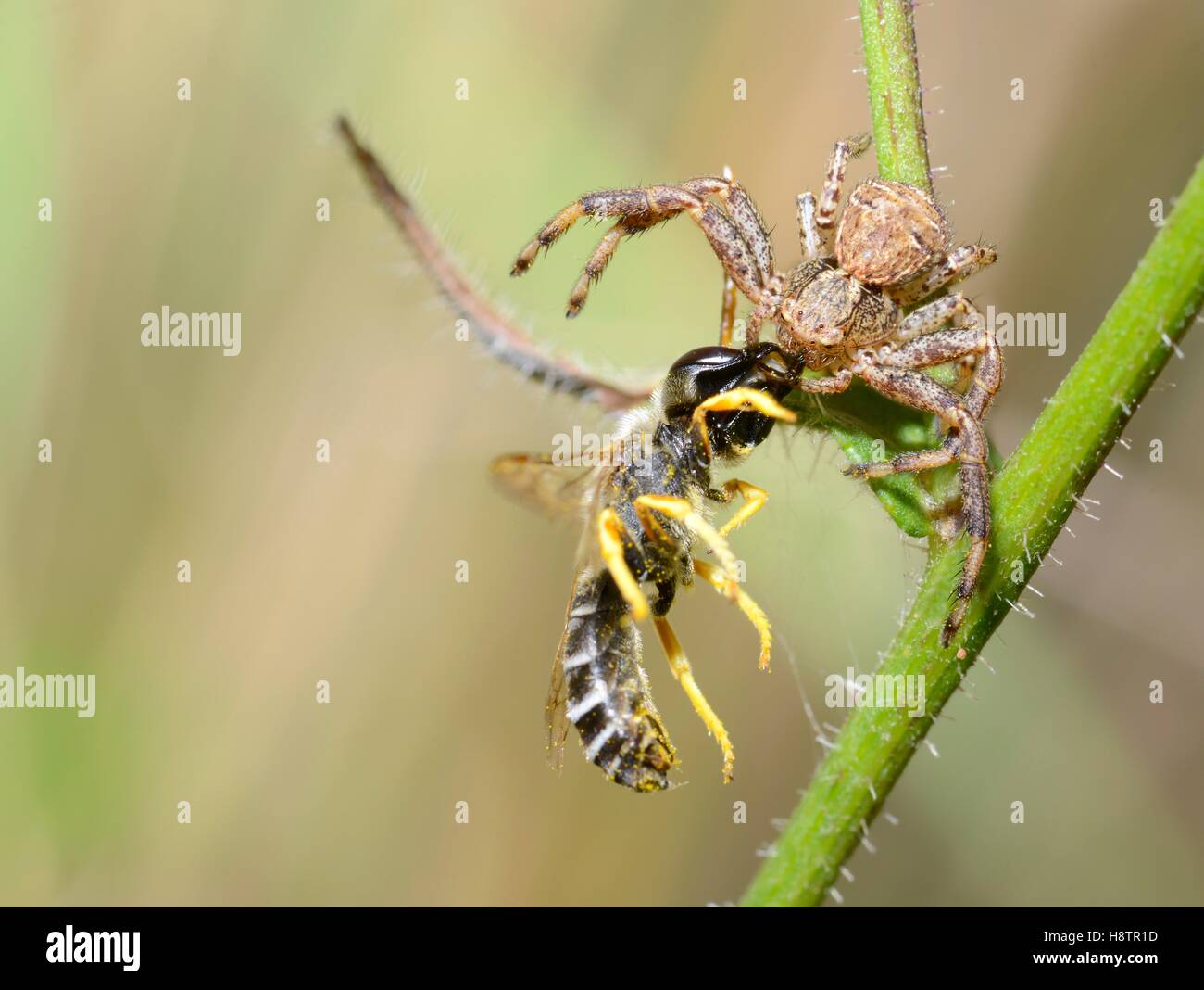 Crab spider (Xysticus cristatus) capturing a Bee (Halictus sp), Lembach, Northern Vosges
