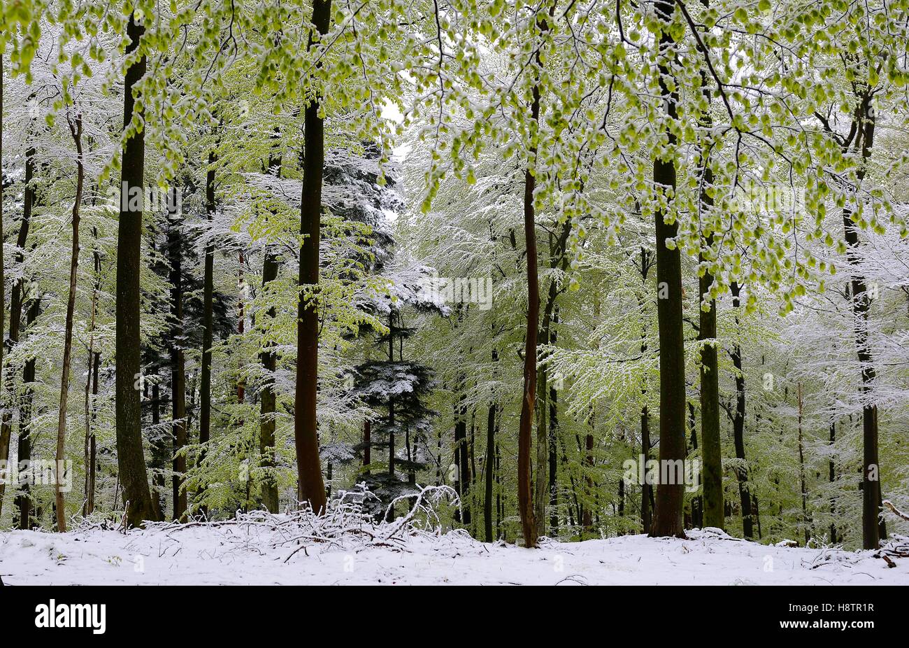 Spring snow, new beech leaves in a late snow, Northern Vosges Regional Nature Park, France Stock Photo