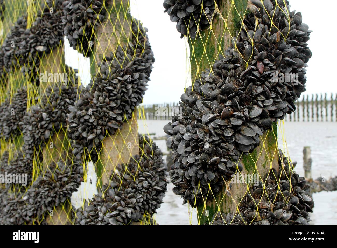 Bouchot Mussels (Mytilus edulis) surrounding the piles by catinage in