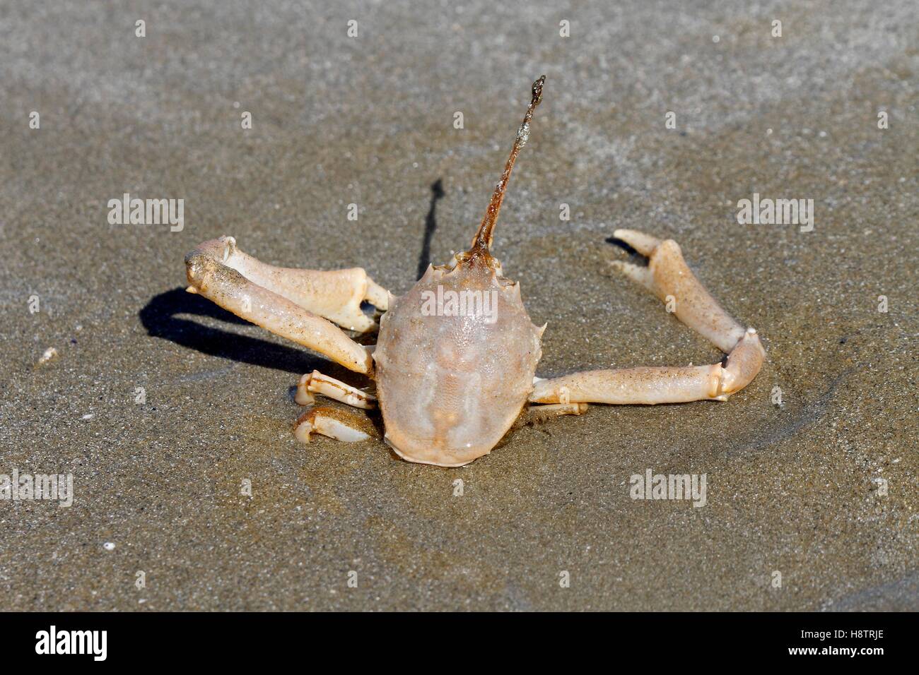 Flying Crab (Liocarcinus holsatus) (Liocarcinus holsatus) burying on a
