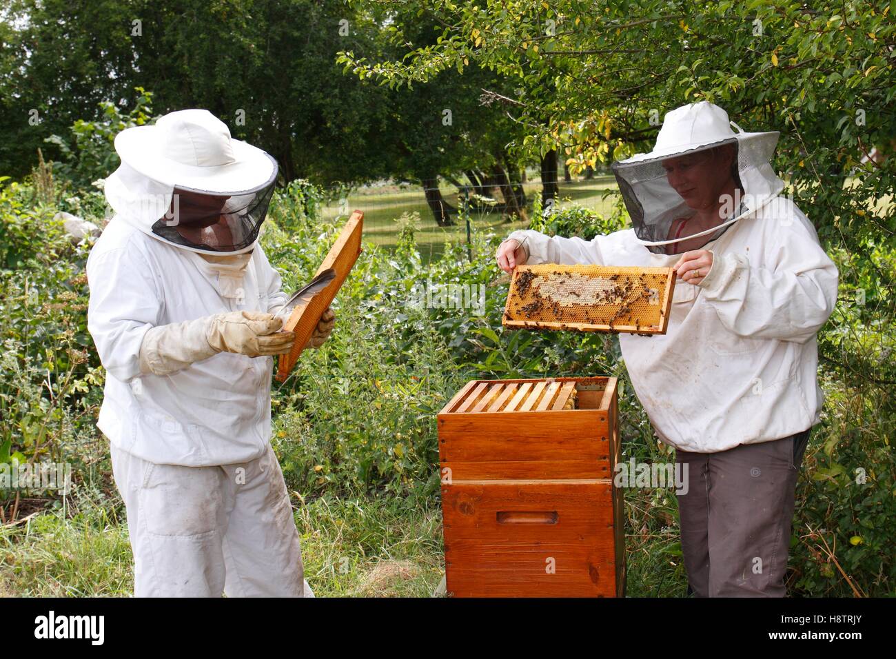 Manipulation and observation of a bee brood frame by beekeepers