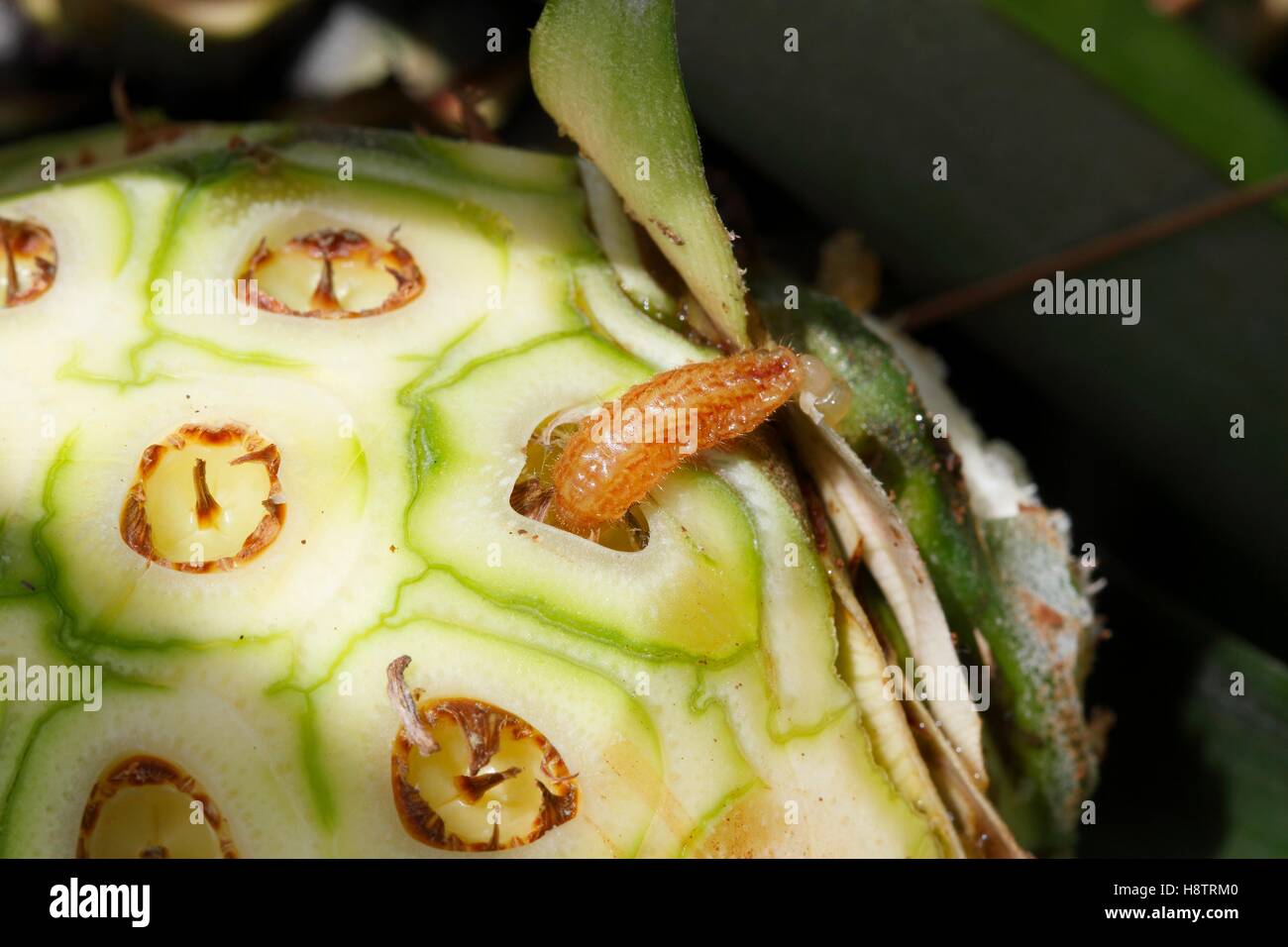 Pineapple Express Caterpillar