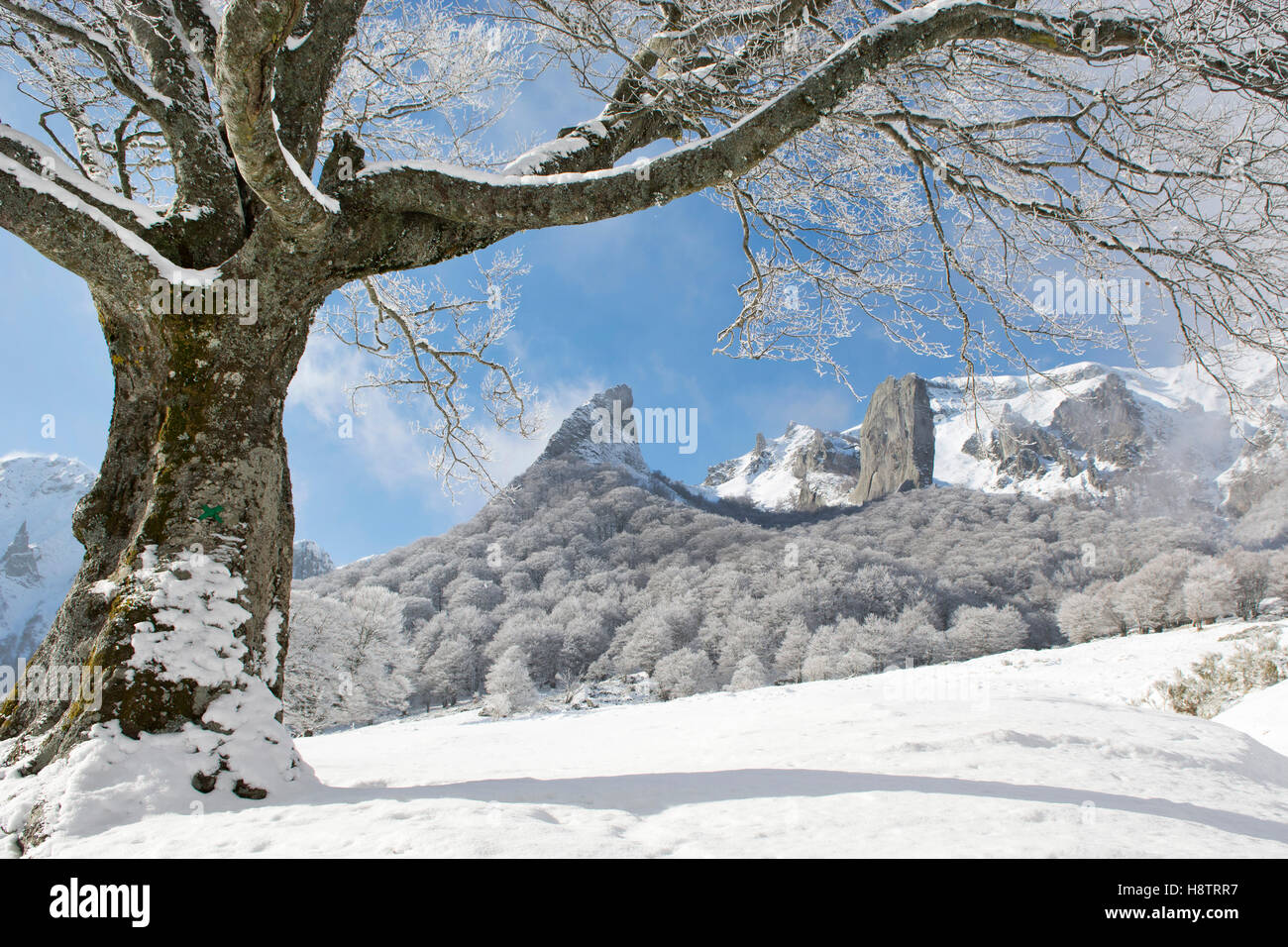 The Crete De Coq And The Dent De La Rancune In The Snow Nature Reserve Chaudefour Valley Pnr Volcans D Auvergne Auvergne Stock Photo Alamy