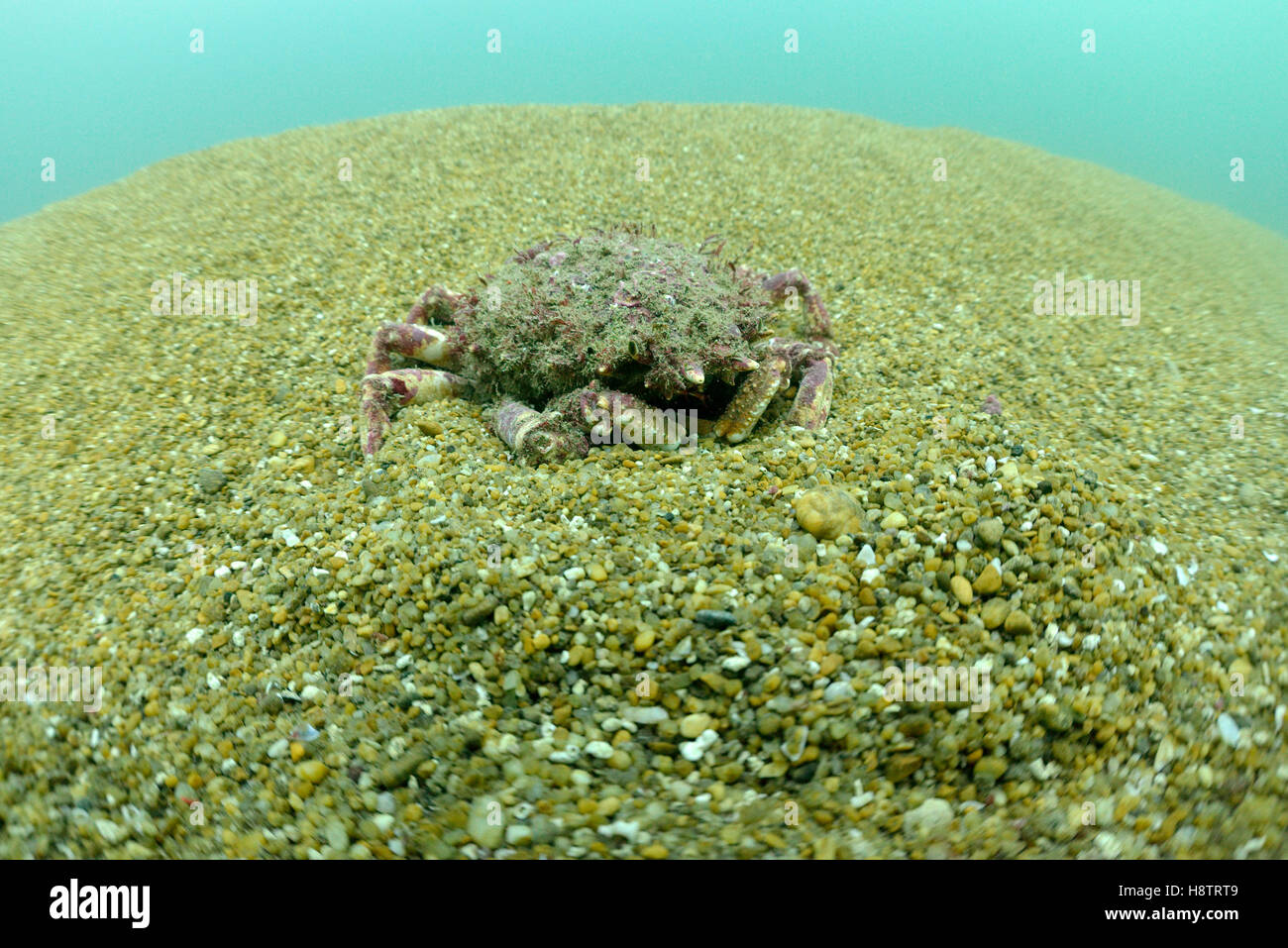 Spider crab (Maja brachydactyla) on sandy bottom around the island of Oléron, Atlantic Ocean, France Stock Photo
