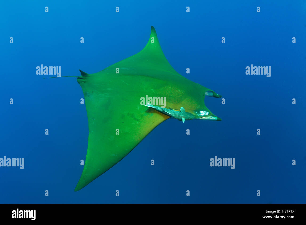 Chilean devil Ray (Mobula tarapacana) Near the Princess Alice ledge ...