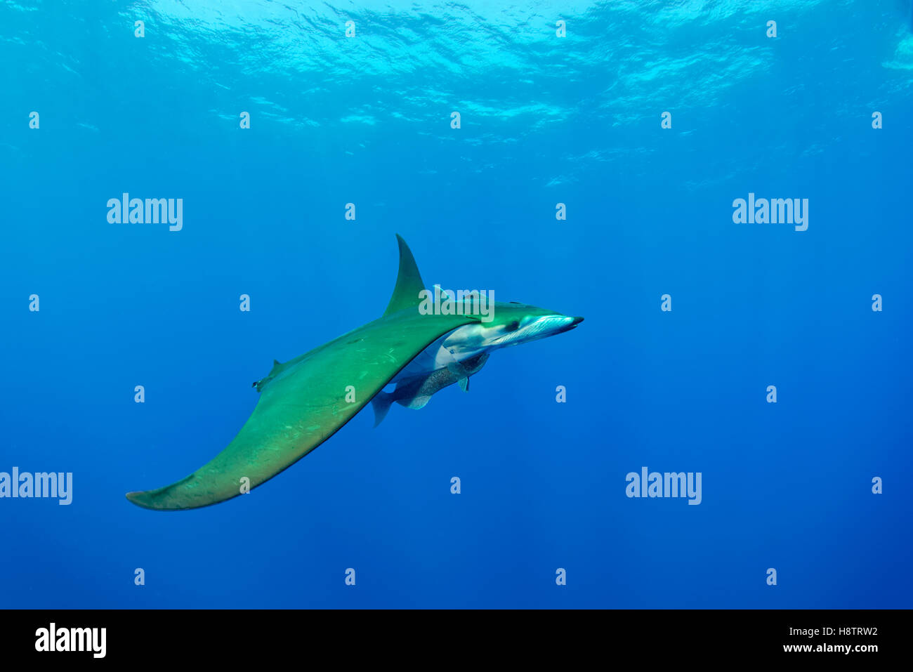 Chilean devil Ray (Mobula tarapacana) Near the Princess Alice ledge ...