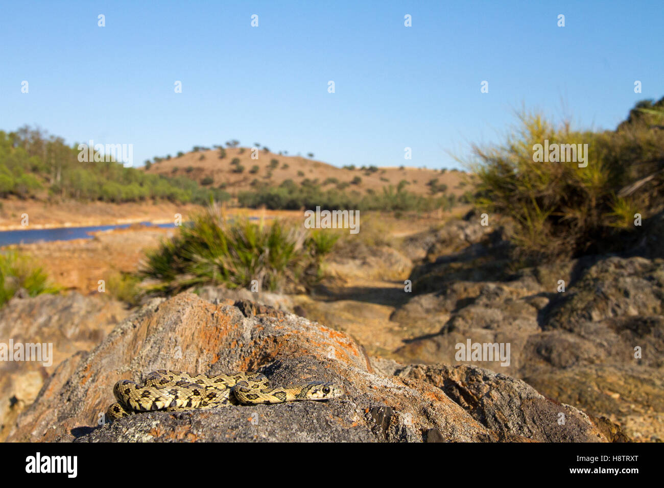 Horseshoe Whip Snake (Hemorrhois hippocrepis) on rock, Tinto river
