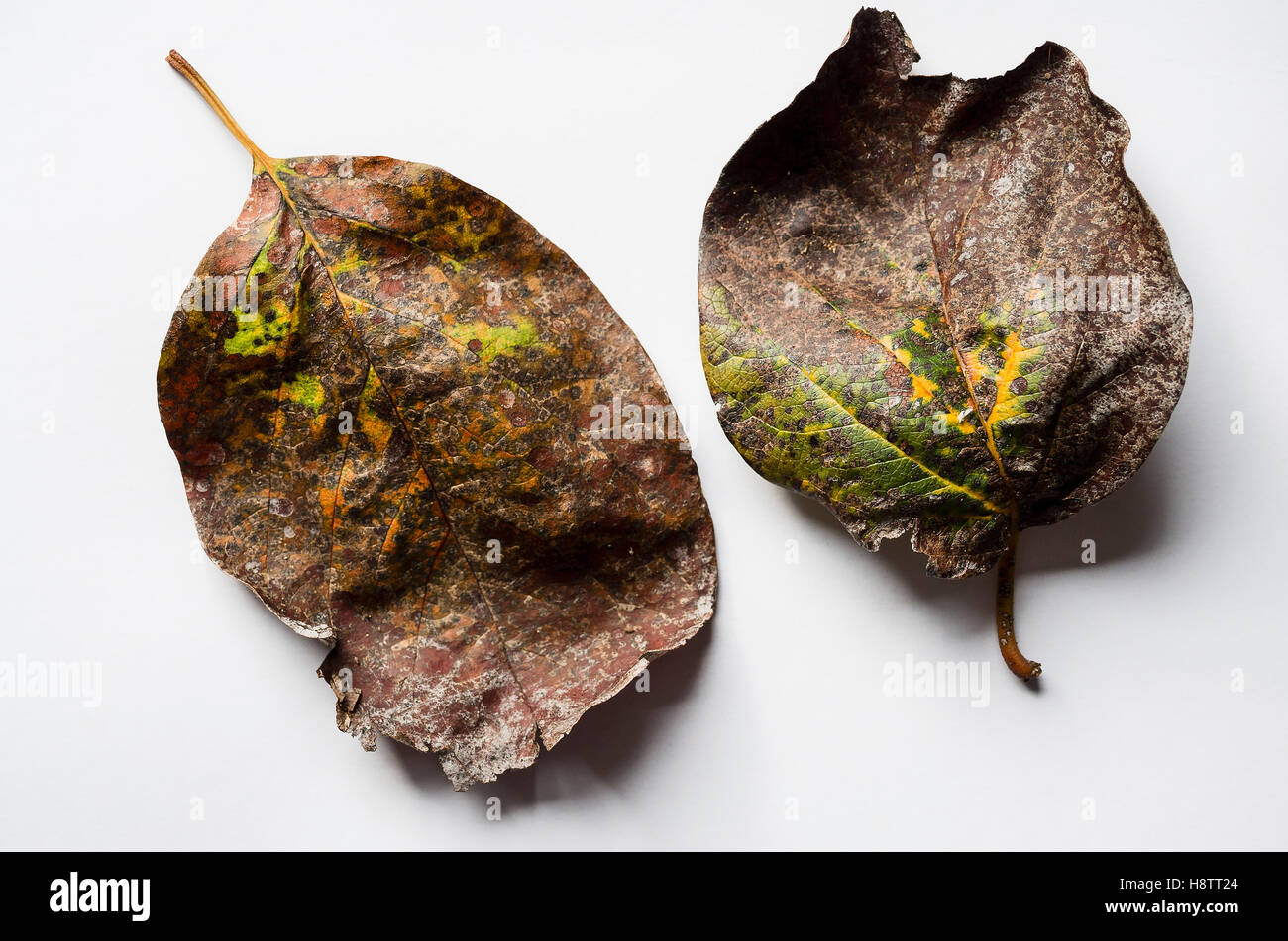 Leaves of cydonia oblonga Meeches Prolific showing evidence of tree sickness Stock Photo