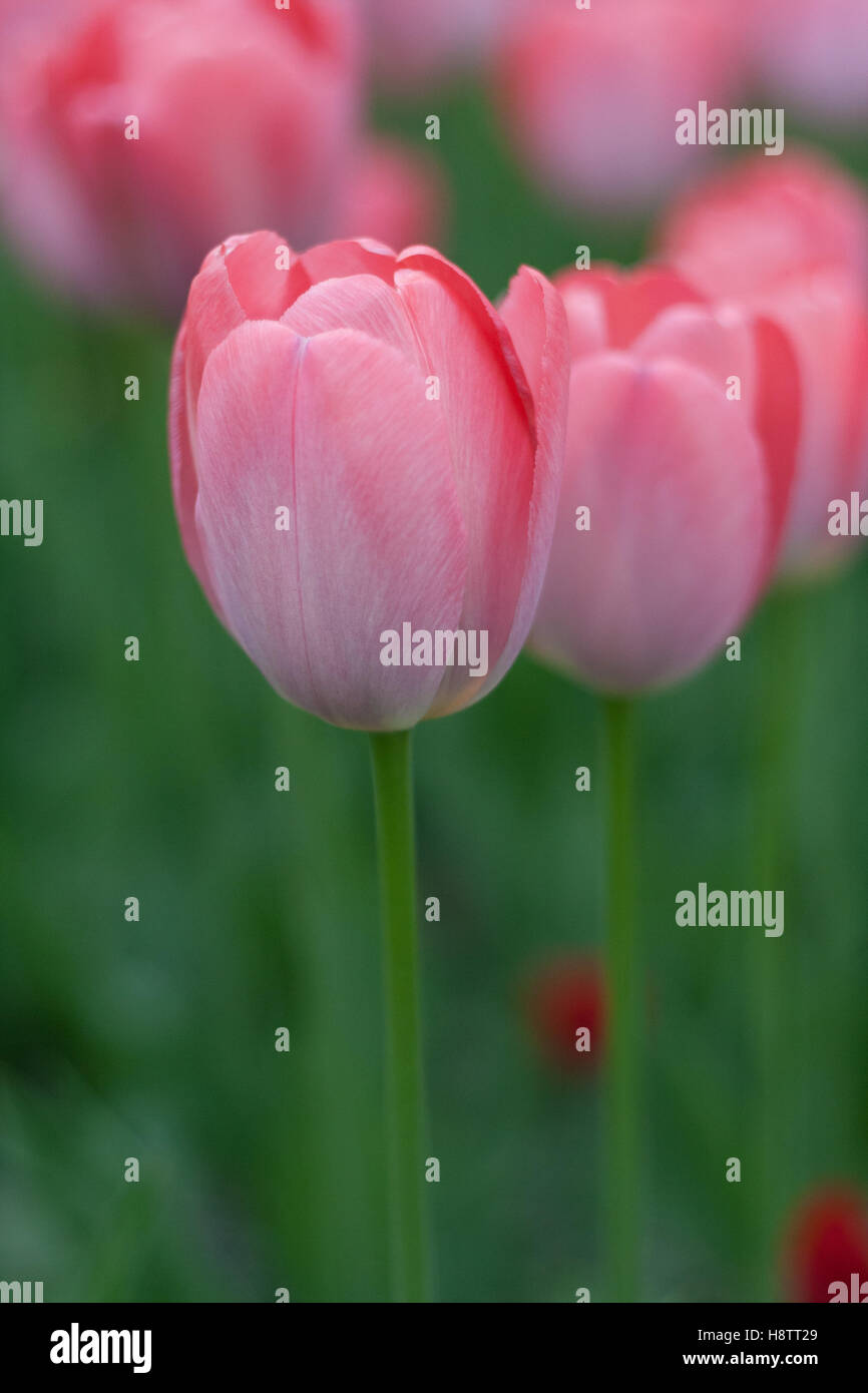 Pink tulip buds hi-res stock photography and images - Alamy