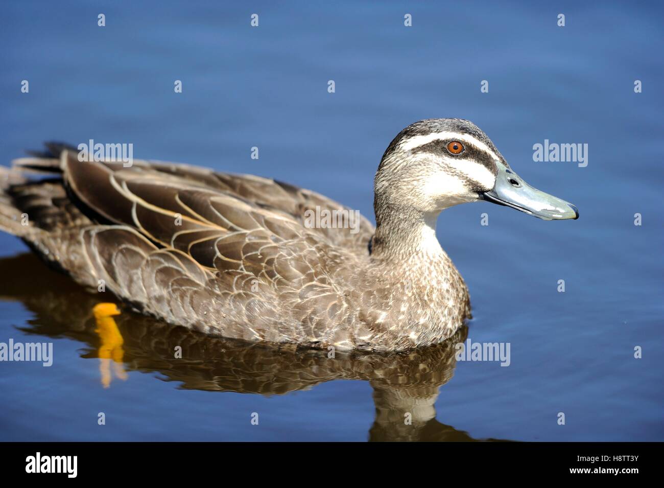 Pacific Black Duck (Anas superciliosa) on water, Tasmania, Australia Stock Photo Alamy