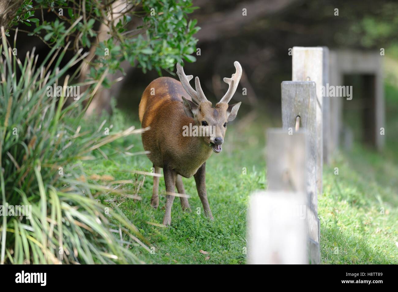 Pig deer (Axis porcinus), invasive species in Australia, Wilson