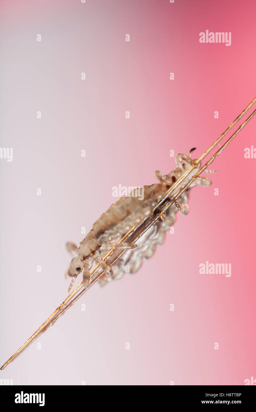 Head Lice Pediculus Humanus Capitis Clinging To The Hair Stock