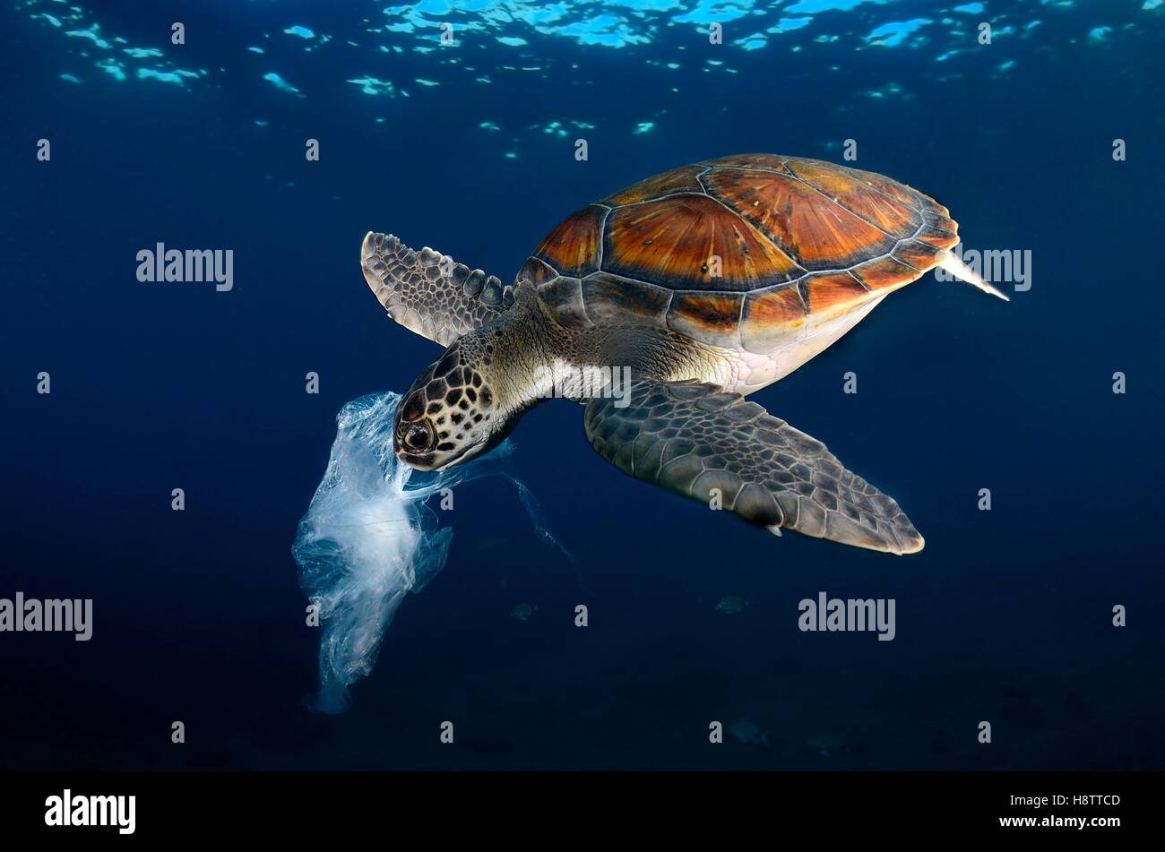 Green turtle eating a plastic bag resembling a jellyfish , Tenerife Stock Photo
