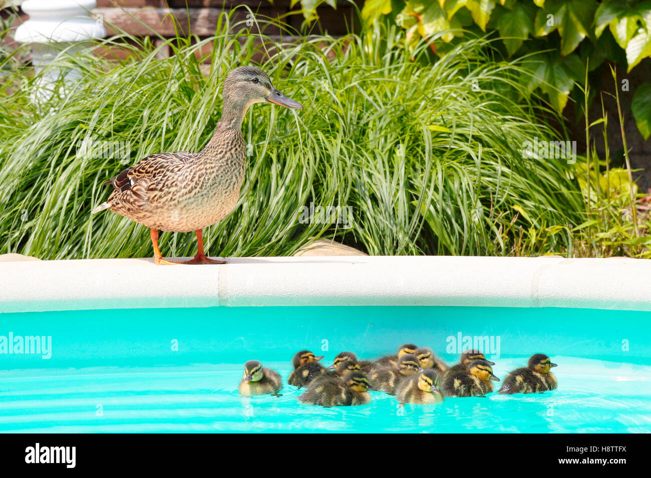 Mallard Anas Platyrhynchos First Bath Newborn Ducklings Hatched In