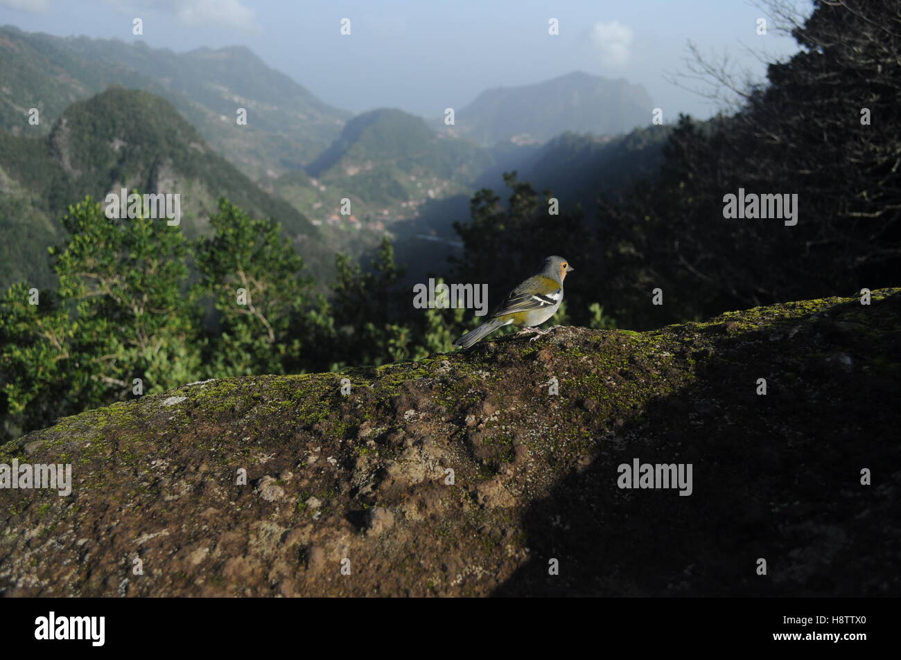 Madeiran Chaffinch in the wild - Stock Image