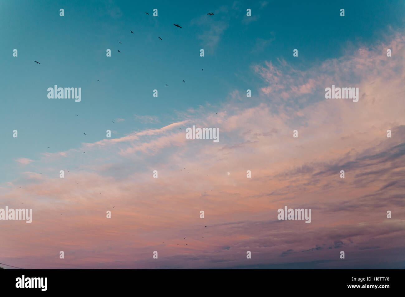 Sky with birds hi-res stock photography and images - Alamy