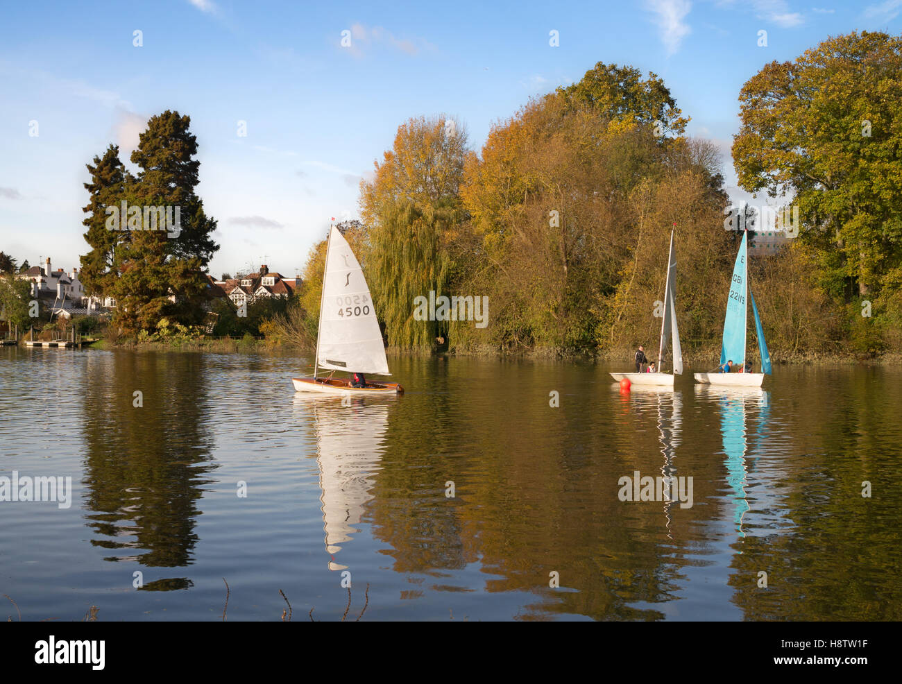 Sailing dinghies from Twickenham Yacht Club, racing on the river Thames