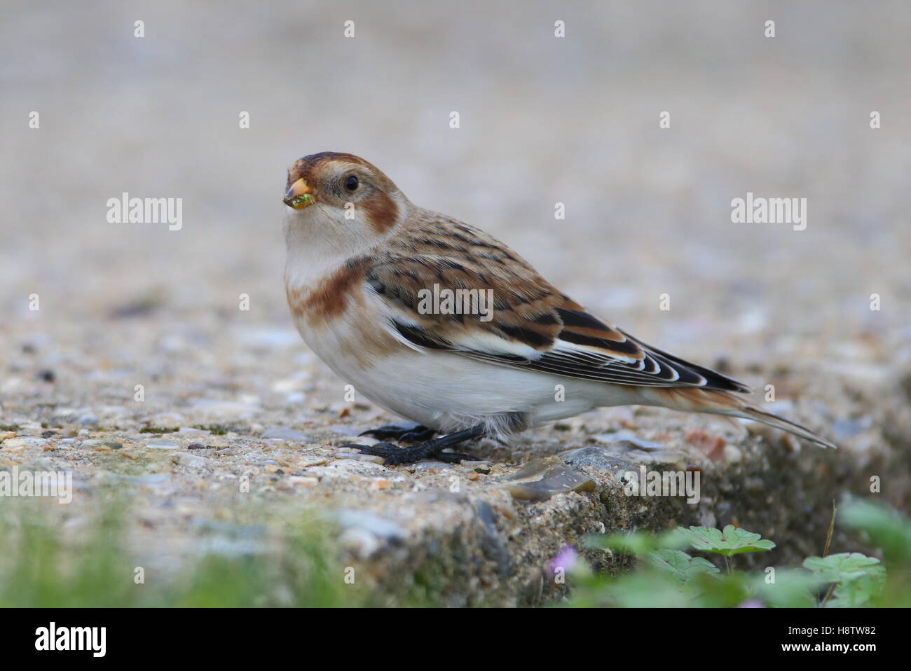 Snow Bunting. Stock Photo