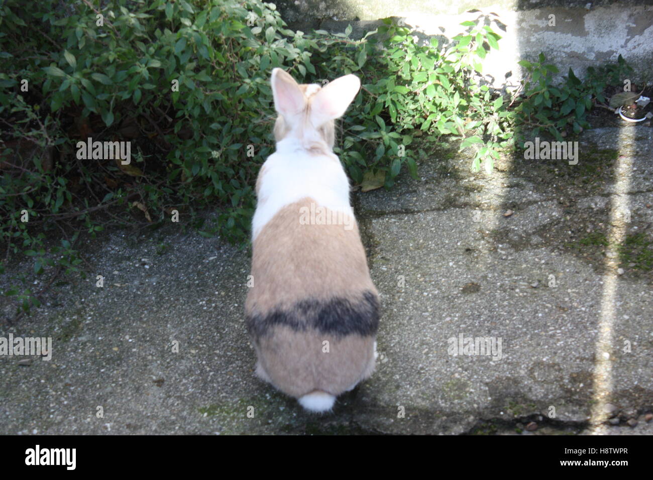 Blue eyed pet rabbit enjoying time in the garden unusual coloured coat