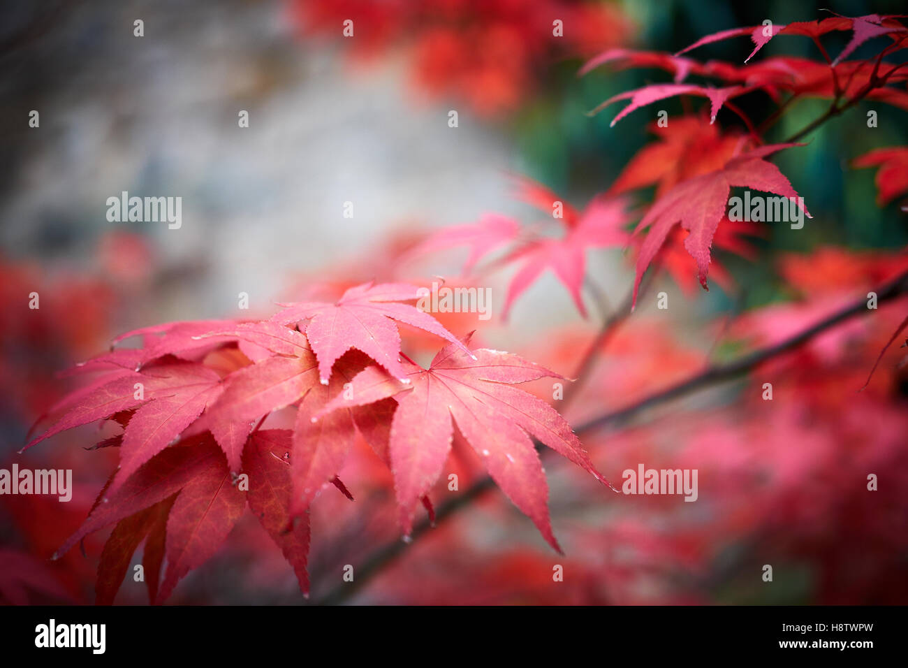 Red Acer Palmatum Osakazuki maple tree leaves against a green background Stock Photo