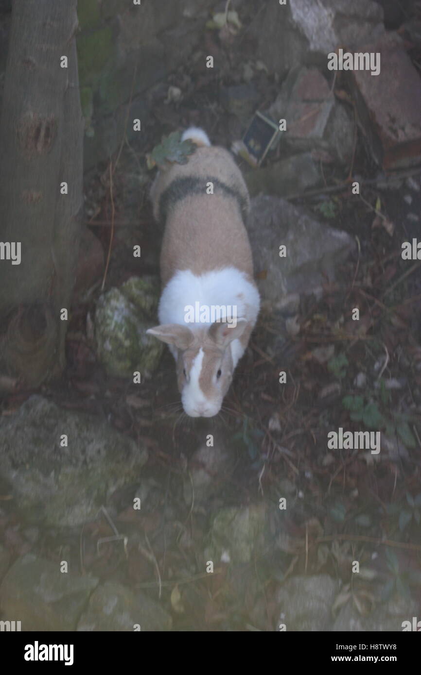 Blue eyed pet rabbit enjoying time in the garden unusual coloured coat